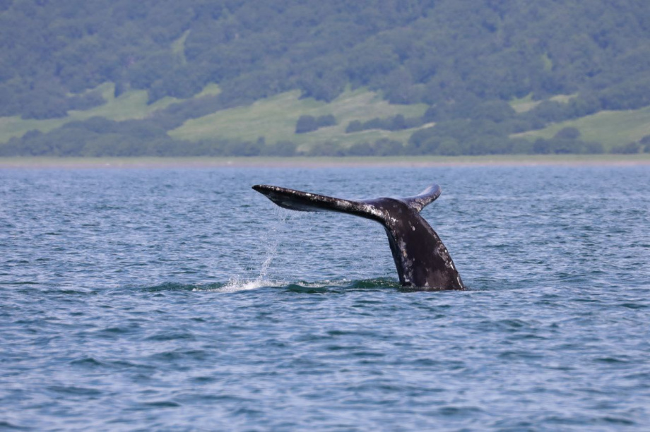 Самки серых китов похвастались своими детёнышами. . Фотография 2