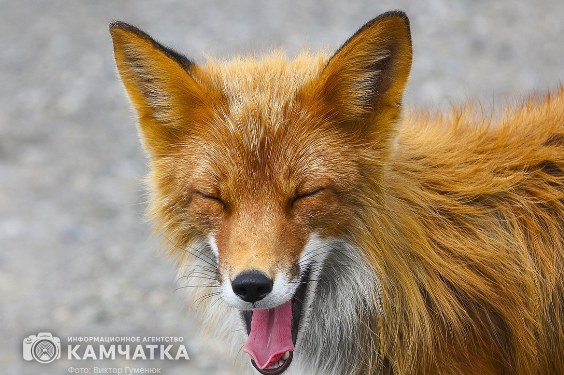 Камчатский лис не прочь полакомиться крабом. Фото: Виктор Гуменюк. Фотография 1