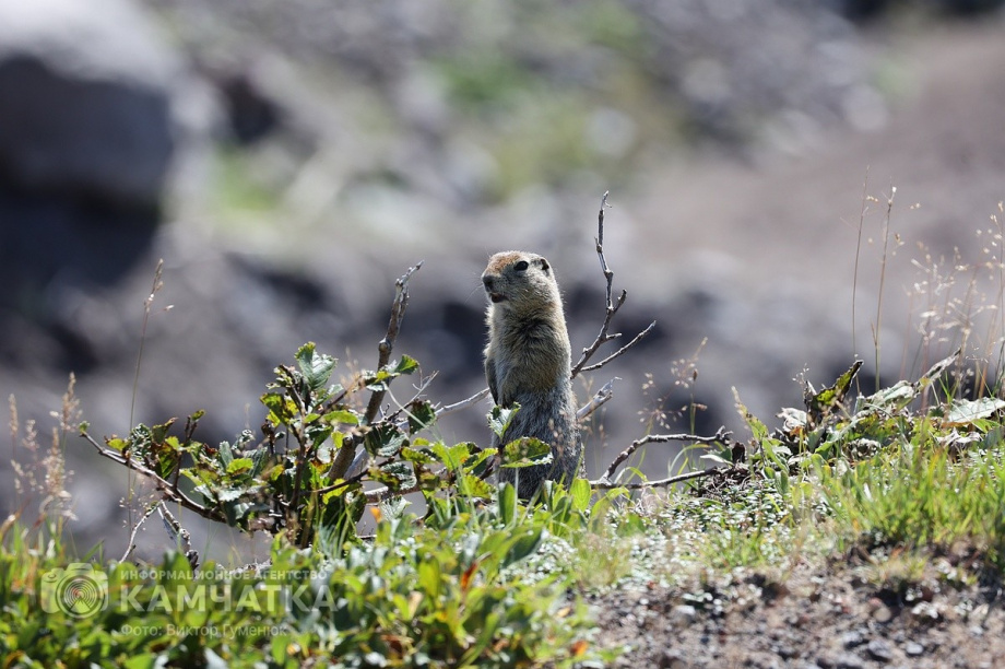 День вулкана в объективе камчатского фотографа Виктора Гуменюка. Фото: Виктор Гуменюк. Фотография 56