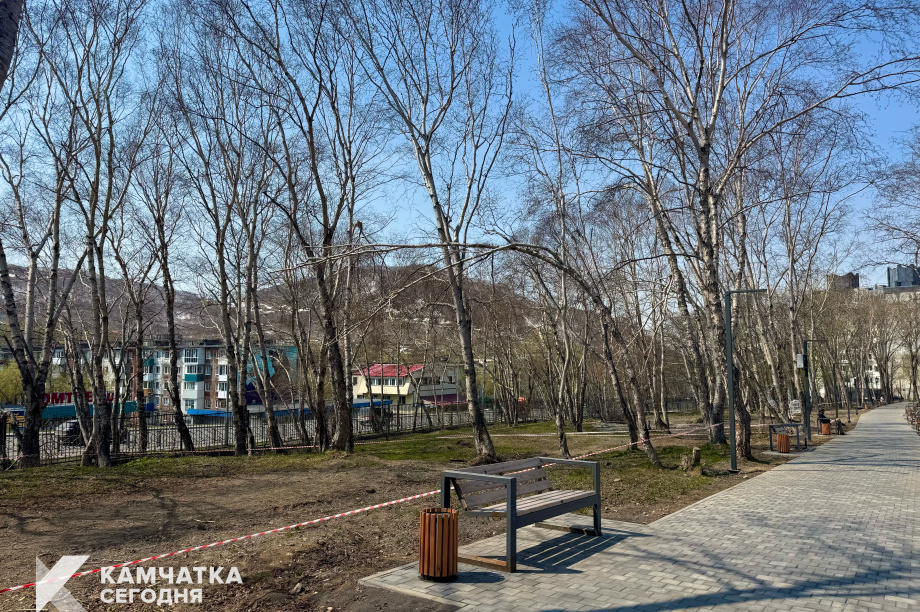 Аварийные деревья в парке Петропавловска-Камчатского заменят на здоровые саженцы. ИА Камчатка. Фотография 7