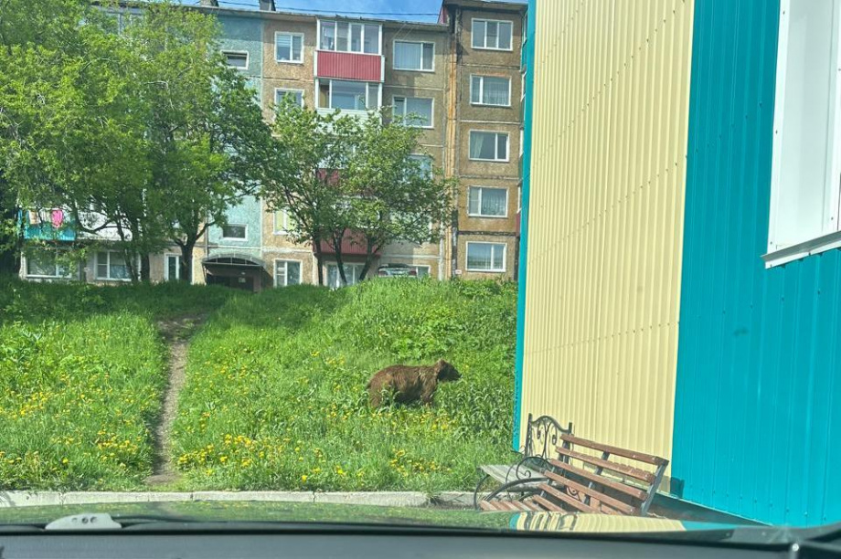 Охотоведы ведут поиск медведя в Петропавловске. Фото: WhatsApp. Фотография 4