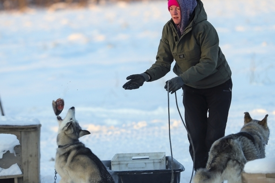 Берингийские собаки готовятся к большой гонке. Фото: Виктор Гуменюк. Фотография 13
