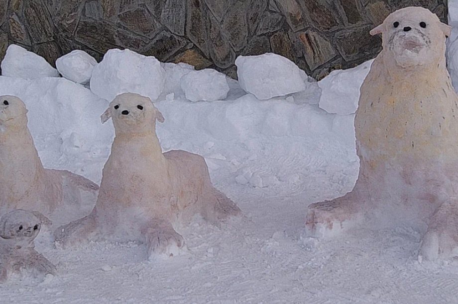 Жители Камчатки создали снежные скульптуры обитателей  местных заповедников. Фото: пресс-служба Кроноцкого заповедника. Фотография 7