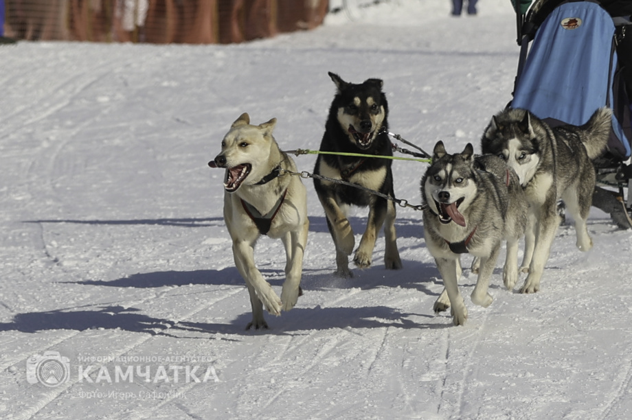 «Елизовский спринт» — 15 лет традиций и азарта!. Фото: «Камчатка Сегодня» \ Игорь Сафончик. Фотография 14
