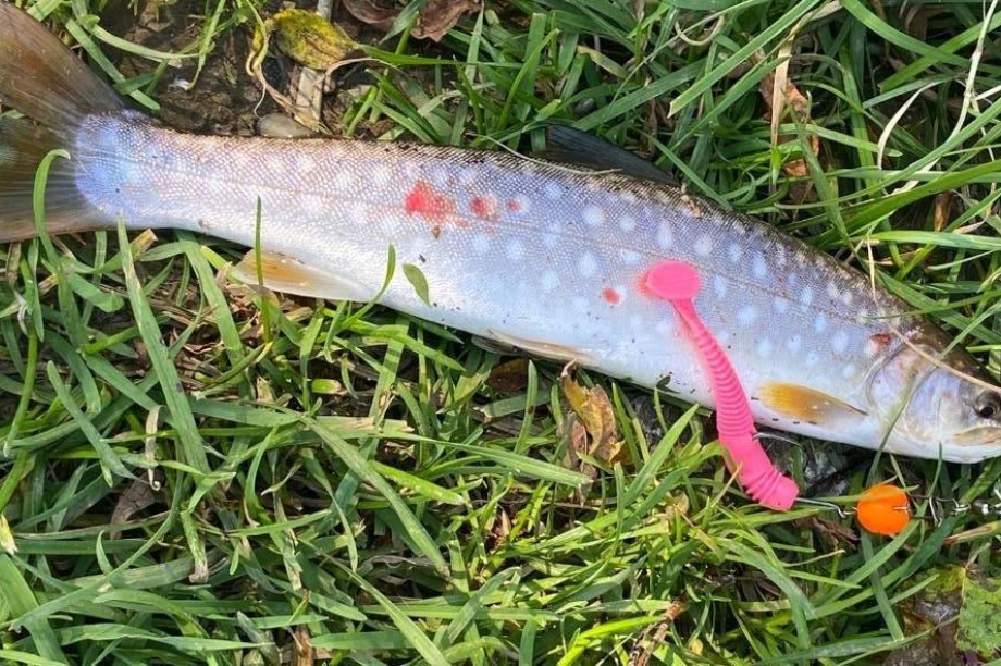 Что и где клюёт на Камчатке: обзор рыбалки с 19 по 26 сентября. Фото: kamfishing