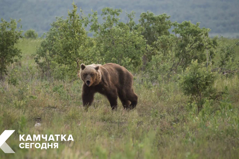 В Петропавловске-Камчатском участились случаи выхода медведей в город. 