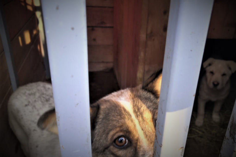 Жители Камчатки с начала года разобрали по домам более 260 собак из приюта. Фото: администрация ПКГО. Фотография 2