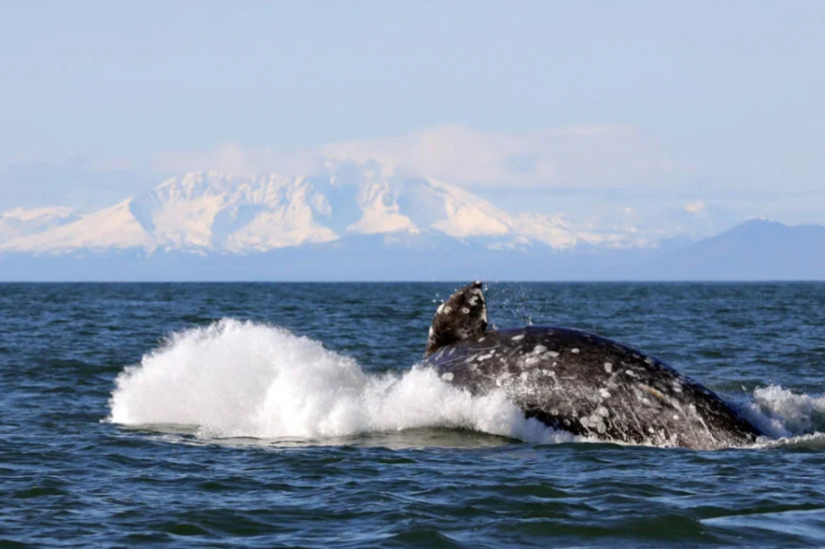 Киты и каланы продолжают наслаждаться жизнью в Кроноцком заливе. Фото: ФГБУ «Кроноцкий государственный заповедник» / Е. Волкова / Д. Балакирев. Фотография 4