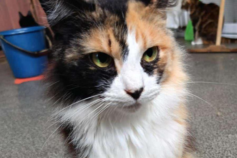 Камчатский приют «Оберег»: спасение для усатых-полосатых братьев. . Фотография 6