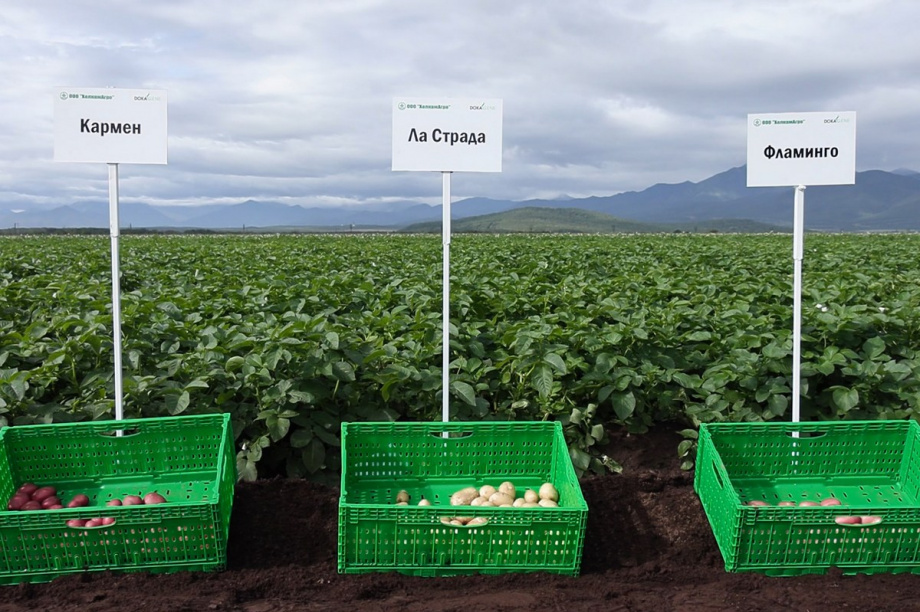 Презентацию 13 новых для Камчатки сортов картофеля провели в Елизовском районе. Фото: Виктор Гуменюк, kamgov.ru. Фотография 4