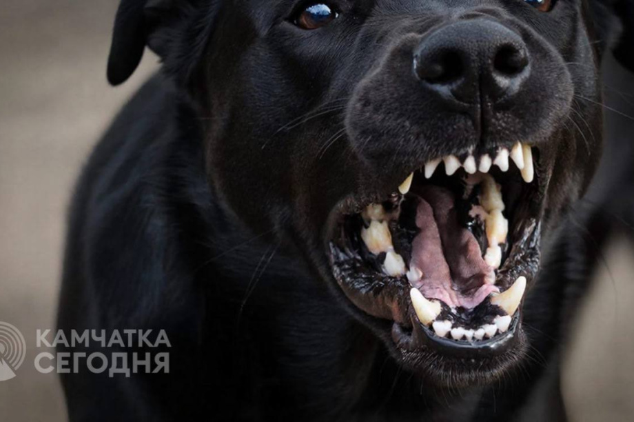 В Вилючинске бездомный пес напал на 17-летнюю девушку. Фото: ИИ