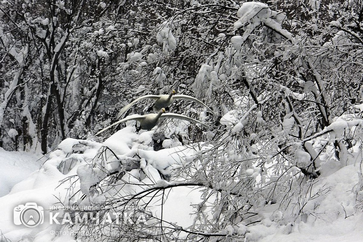 Лебеди на Камчатке. Фотоподборка. фото: Виктор Гуменюк. Фотография 10