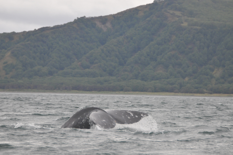 В разных частях Тихого океана серые киты питаются по-разному, хотя относятся к одному виду: учёные Кроноцкого заповедника. Фото: ИПЭЭ РАН им. А.Н. Северцова. Фотография 9