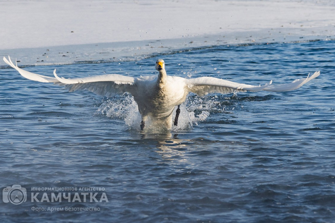 Зимовка лебедей на Камчатке. Фоторепортаж. фото: Артем Безотечество. Фотография 7