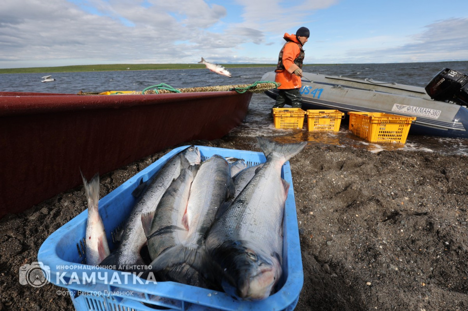 Камчатские рыбопромышленники освоили 52 % от объёма возможного вылова лосося. Фото: Виктор Гуменюк. Фотография 1