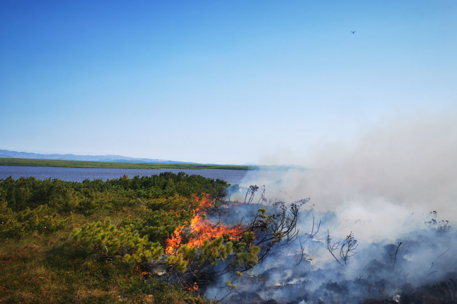 В Корякском заповеднике горели 32 тысячи гектаров леса. Фото: Максим Запорожец. Фотография 7