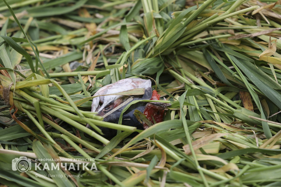 Национальный обрядовый праздник КМНС Камчатки провели по корякским и ительменским традициям. Фото: ИА «Камчатка»\Виктор Гуменюк. Фотография 21