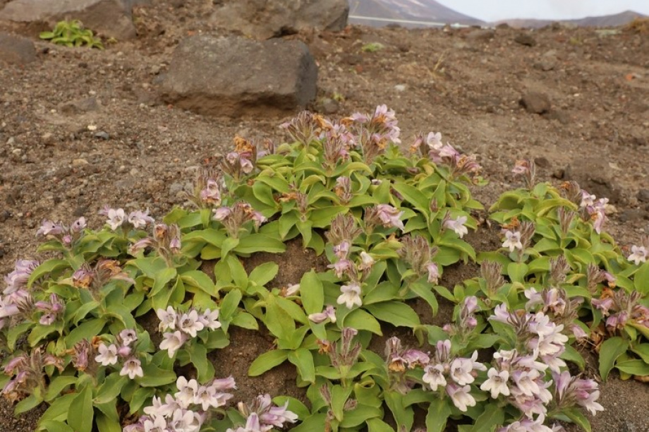 Спортивный День вулкана. Фото: Виктор Гуменюк. Фотография 139