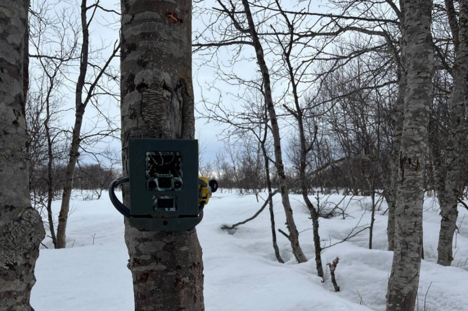 Краснокнижных оленей на Камчатке будут караулить с помощью фотоловушек. Фото: Макар Бердичевский, Игорь Шпиленок. Фотография 3