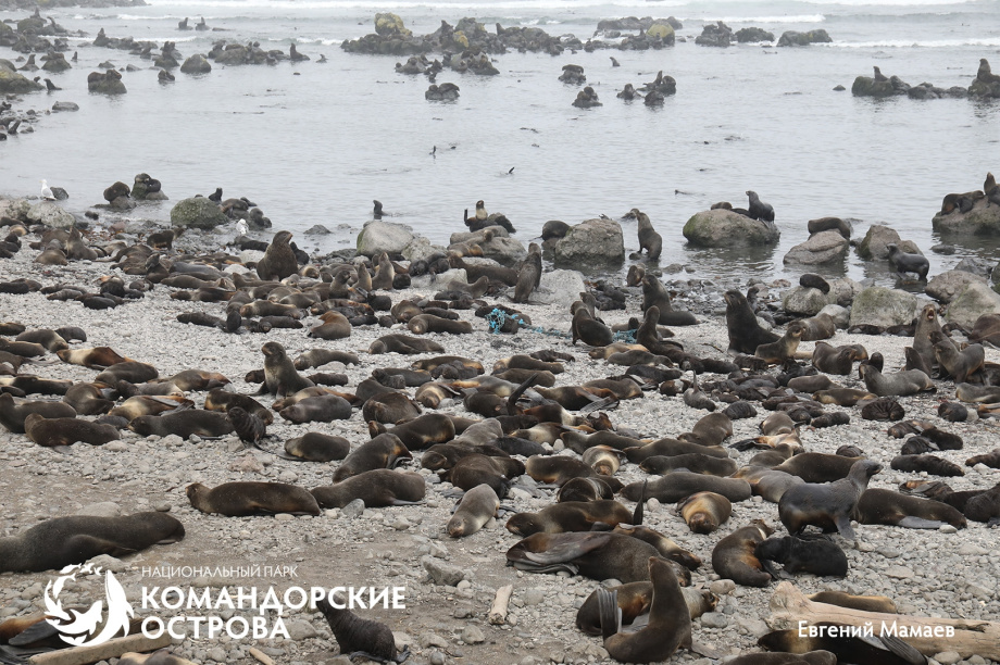На Командорах гости помогли спасти трёх щенков морского котика из сетей. . Фотография 1