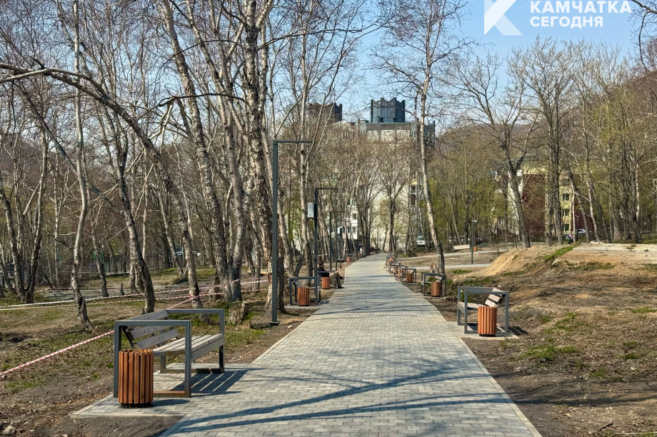 Аварийные деревья в парке Петропавловска-Камчатского заменят на здоровые саженцы. ИА Камчатка. Фотография 6