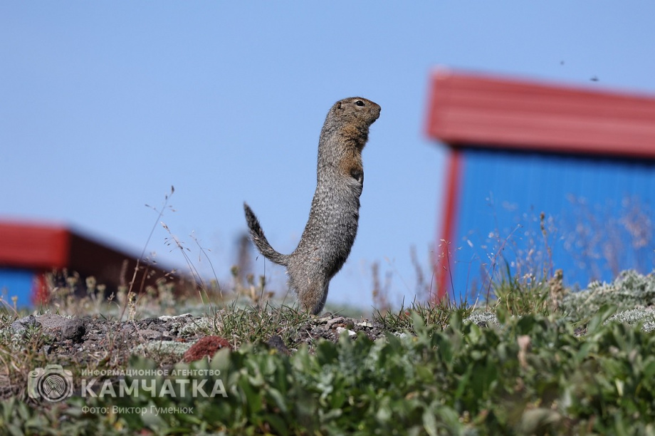 День вулкана на Камчатке собрал почти 2000 восходителей. фото: Виктор Гуменюк. Фотография 76