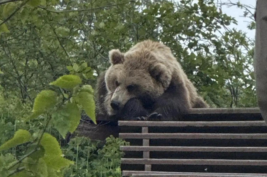 На Камчатке медведь пришёл посмотреть на извержение Большого Гейзера. Мария Абрамова. Фотография 2