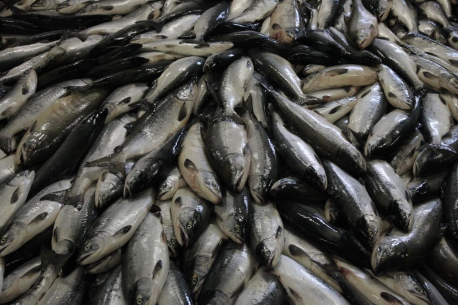Губернатор Камчатки: нужно сконцентрироваться на увеличении потребления рыбы внутри страны. фото: ИА "Камчатка"