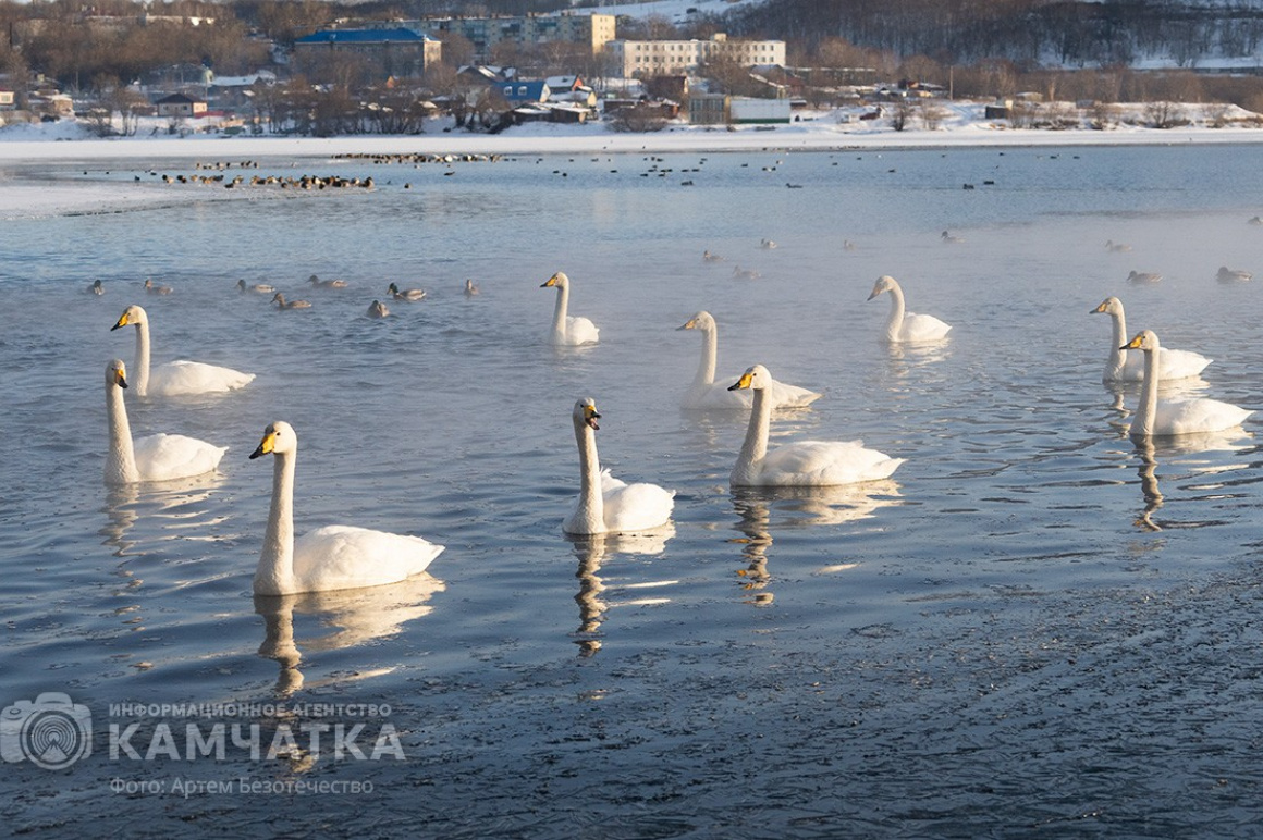 Зимовка лебедей на Камчатке. Фоторепортаж. фото: Артем Безотечество. Фотография 1