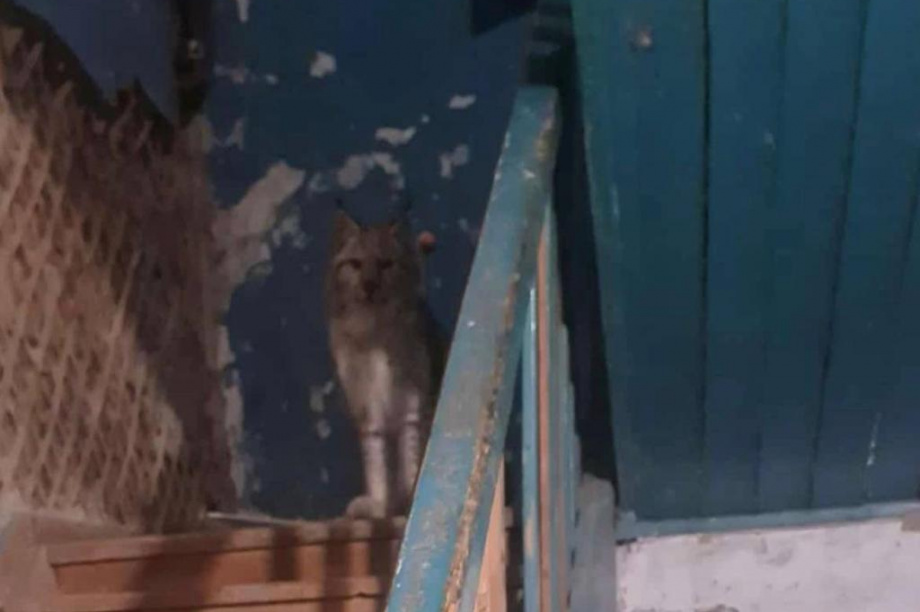 Рысь облюбовала подъезд одного из домов поселка Палана на Камчатке. фото: соцсети