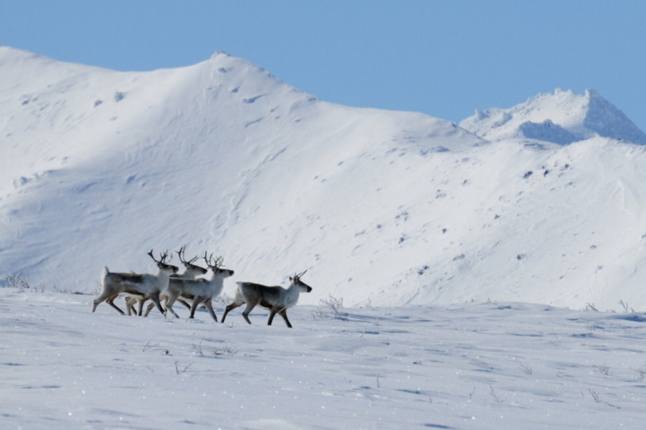 Краснокнижных оленей на Камчатке будут караулить с помощью фотоловушек. Фото: Макар Бердичевский, Игорь Шпиленок. Фотография 7