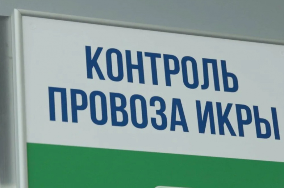 На Камчатке предотвратили попытку провезти больше икры, чем разрешено. 