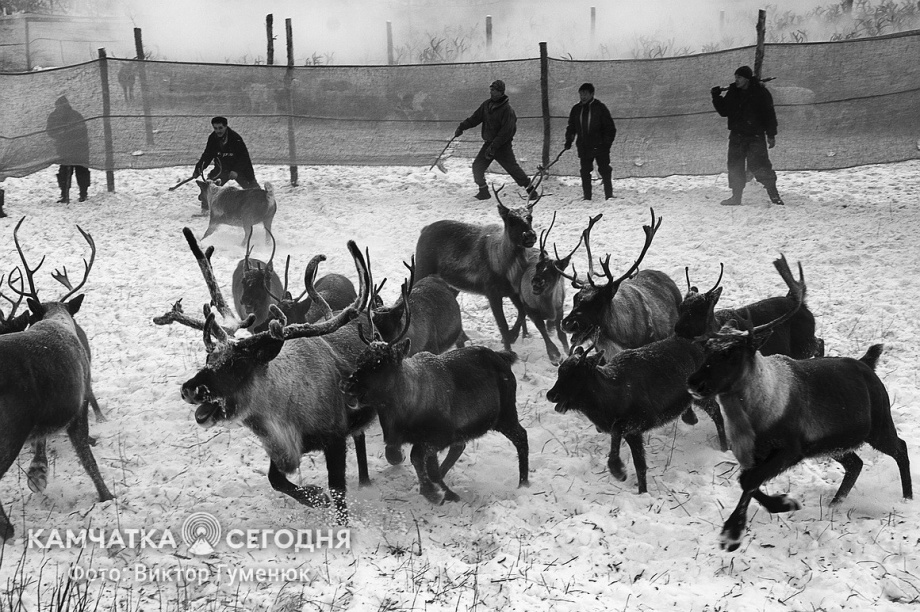 День образования Корякского округа на Камчатке. Фотоподборка. Фото: Виктор Гуменюк\ИА "Камчатка". Фотография 15