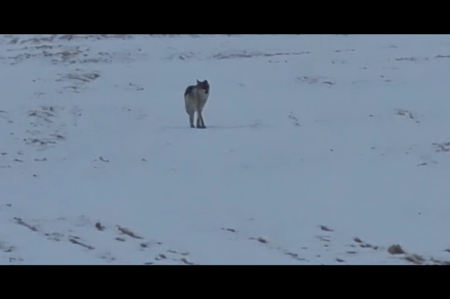 Жители камчатского посёлка сняли на видео волка . Фото: скриншот с видео Владимира Шаблия