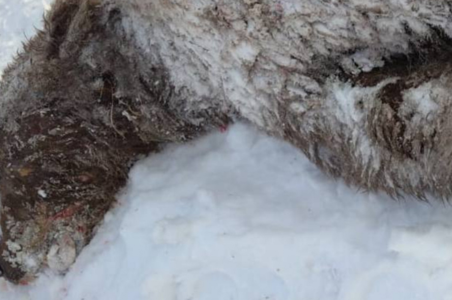 Медведь-шатун напал на сторожа охотничьих угодий в Усть-Камчатском районе. Фото из социальных сетей. Фотография 1