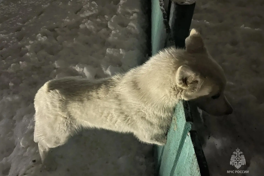 Камчатские спасатели освободили пса, застрявшего в заборе. . Фотография 3