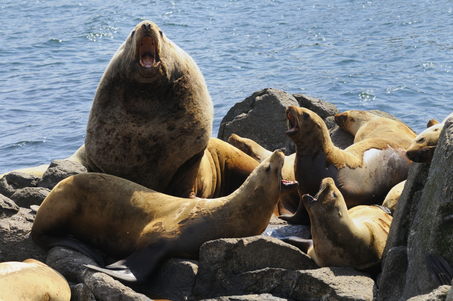 Учёные зафиксировали рост рождаемости у камчатских сивучей. Фото: пресс-служба Кроноцкого заповедника (Артюхин Ю.; Бурканов В.; Ким Н.). Фотография 1