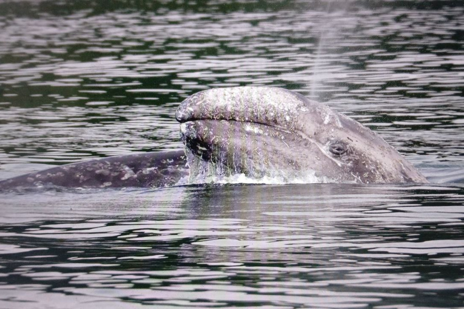 Самки серых китов похвастались своими детёнышами. . Фотография 5