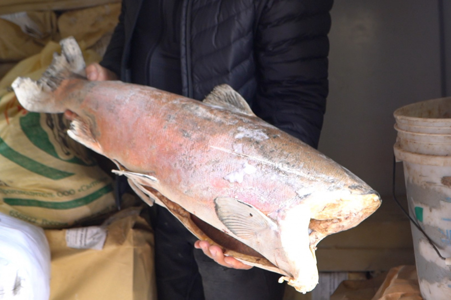 Камчатским каюрам раздали рыбу для кормления собак. Фото: kamgov.ru