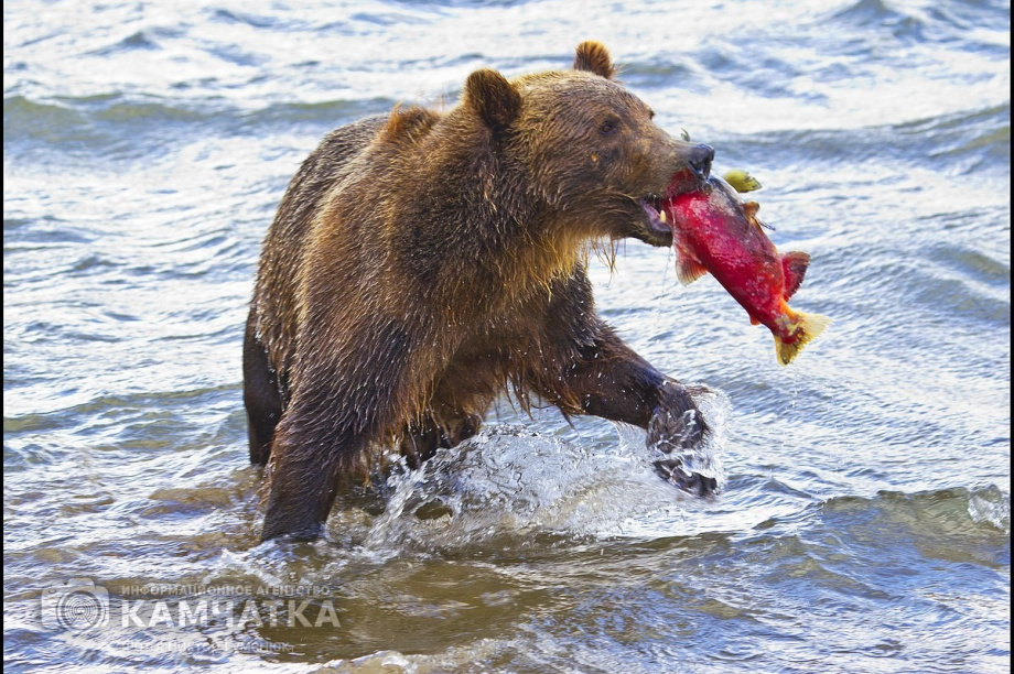 Всемирный день фотографии отмечает Камчатка. Фото: Виктор Гуменюк. Фотография 32