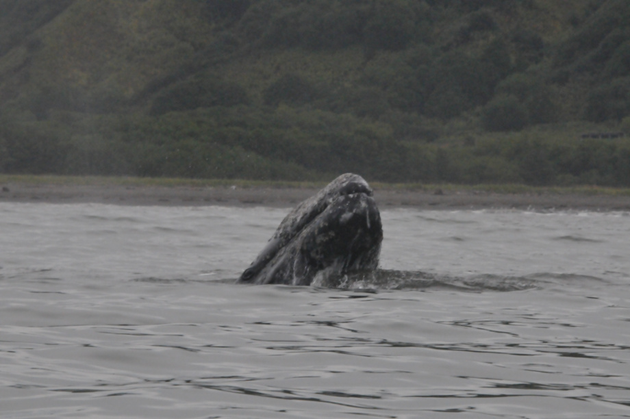 В разных частях Тихого океана серые киты питаются по-разному, хотя относятся к одному виду: учёные Кроноцкого заповедника. Фото: ИПЭЭ РАН им. А.Н. Северцова. Фотография 4