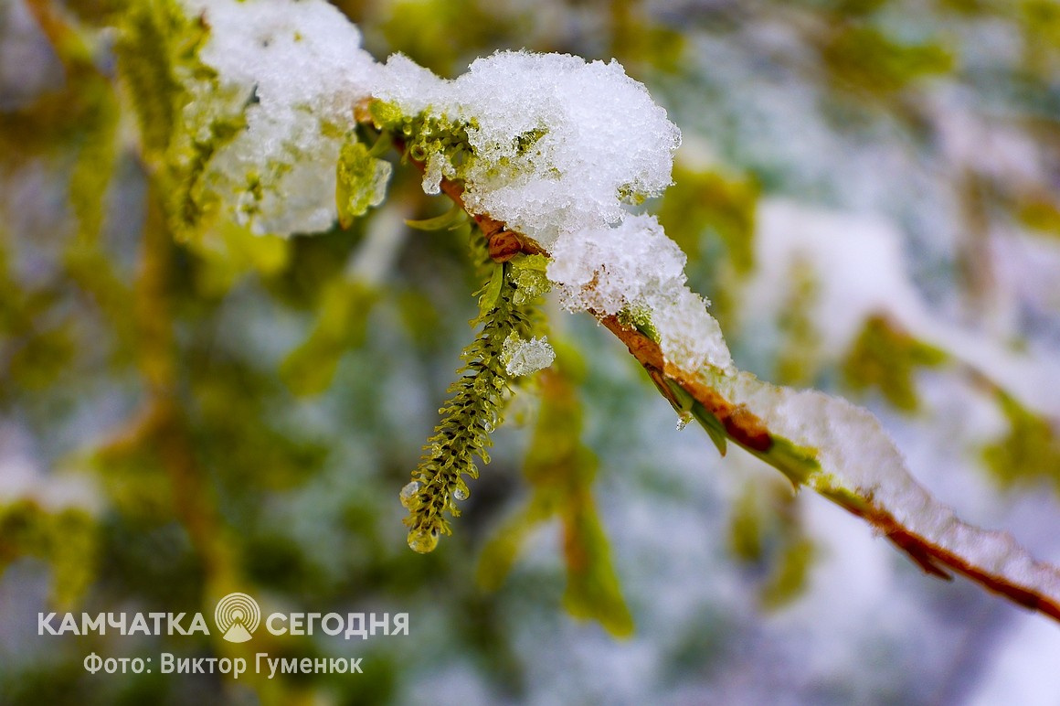 Снежный май на Камчатке. Фоторепортаж. Фото: Виктор Гуменюк. Фотография 4