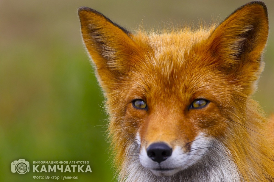 Жители камчатских лесов и сопок. Фотоподборка. фото: Виктор Гуменюк. Фотография 11