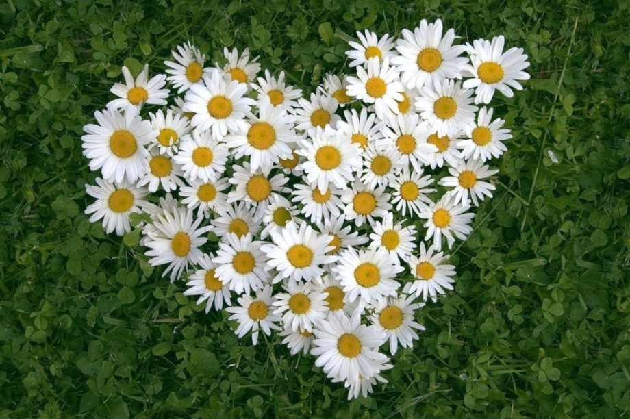 8 июля на Камчатке объявлен днем без разводов . 