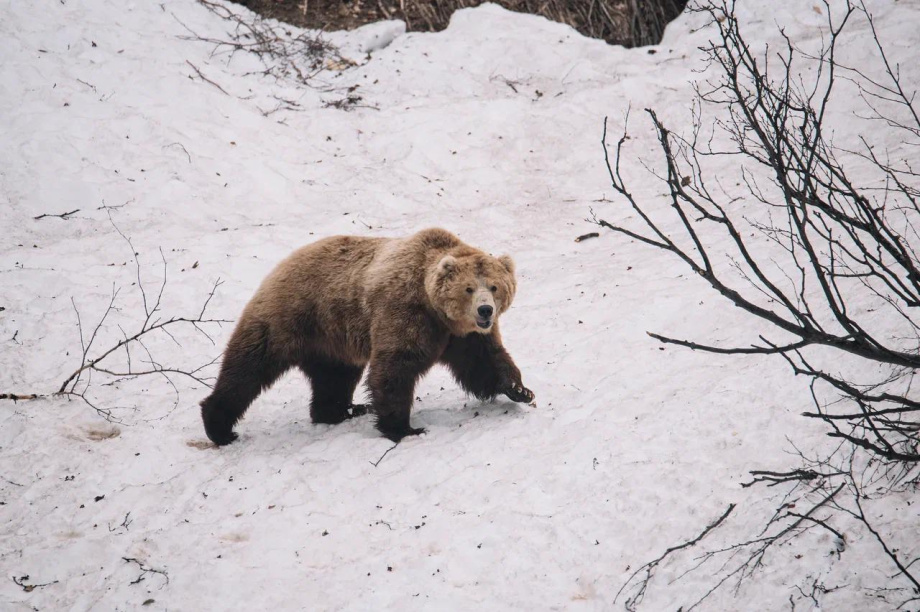 Первые медведи замечены в Паужетском поселении на Камчатке. https://t.me/VallyFromTundra. Фотография 1
