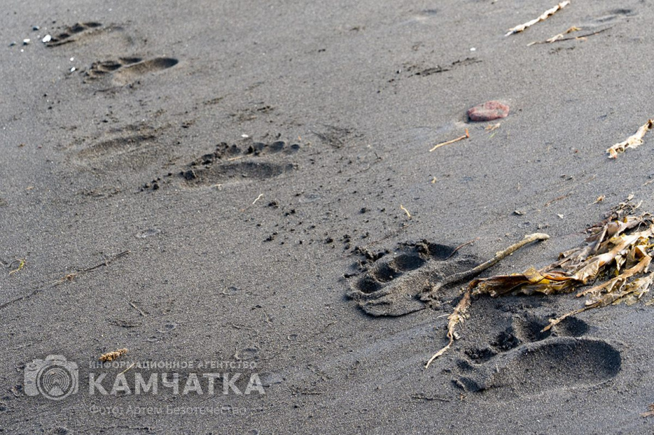 Медведь на Камчатке вышел к Култучному озеру . Фото: ИА "Камчатка", kamgov.ru. Фотография 1