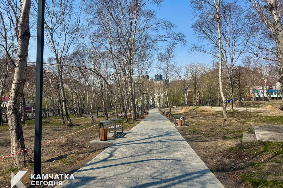 Аварийные деревья в парке Петропавловска-Камчатского заменят на здоровые саженцы. ИА Камчатка. Фотография 4
