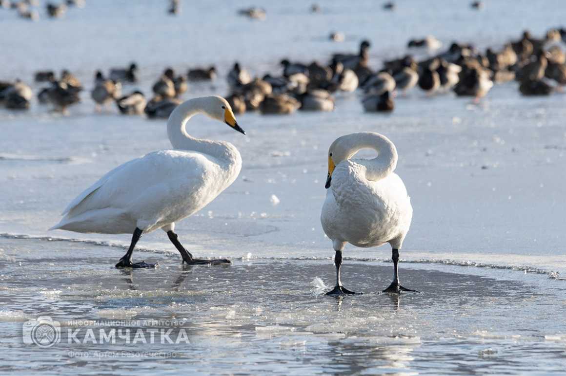 Зимовка лебедей на Камчатке. Фоторепортаж. фото: Артем Безотечество. Фотография 3