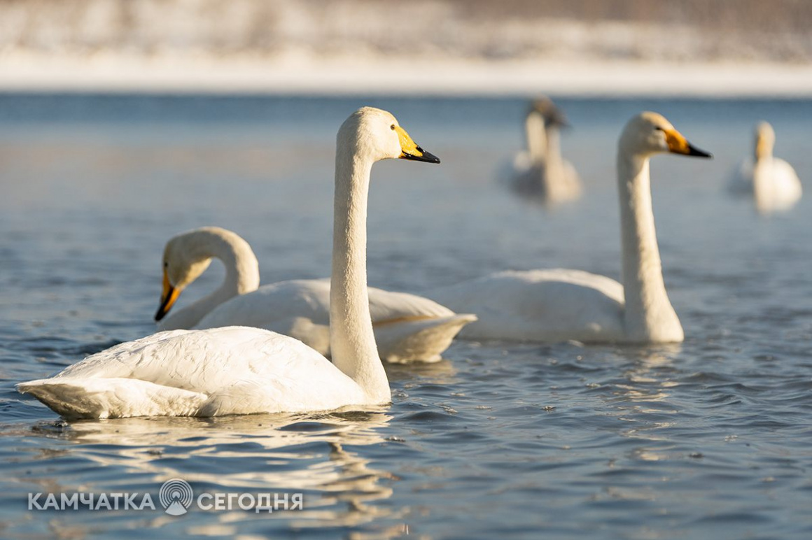 Лебеди-кликуны на Халактырском озере. Фоторепортаж . фото: Артем Безотечество. Фотография 5