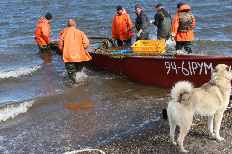 На Камчатке ожидается вылов 117 405 тонн лососей. Фото: Кирилл Маренин
